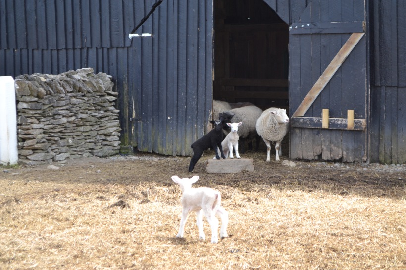 Obviously, the little lambs were the highlight of our visit.